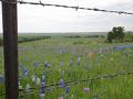 Bluebonnets 2014